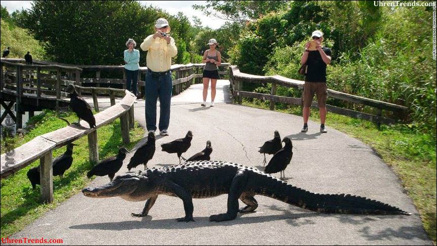 Kaufende Uhren in Miami, Florida: Grau-u. Sohn-Juweliere  